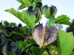 Attēlu rezultāti vaicājumam “Nicandra physalodes fruit”