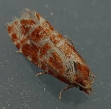 Attēlu rezultāti vaicājumam “Rhyacionia pinicolana”