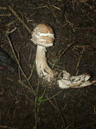 Attēlu rezultāti vaicājumam “Macrolepiota rhacodes”