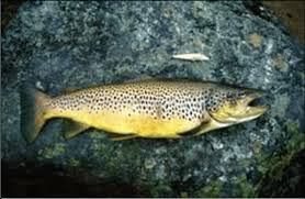 Image result for Salmo trutta
