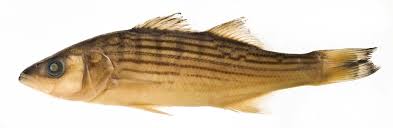 Image result for Morone saxatilis