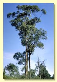 Attēlu rezultāti vaicājumam “Lycogala botrydium sessile”