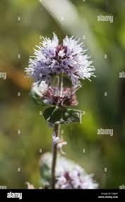 Attēlu rezultāti vaicājumam “Mentha aquatica”