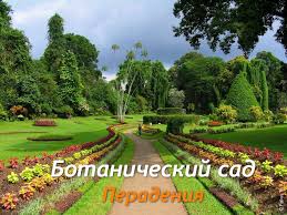 Image result for шри ланка королевский ботанический сад