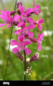 Attēlu rezultāti vaicājumam “Silene viscaria flower”