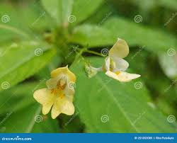Attēlu rezultāti vaicājumam “Impatiens parviflora flower”