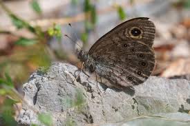 Attēlu rezultāti vaicājumam “Lasiommata petropolitana”