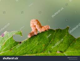 Attēlu rezultāti vaicājumam “Pareulype berberata”