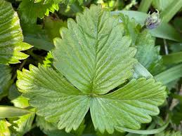Attēlu rezultāti vaicājumam “Fragaria vesca leaf”