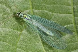 Attēlu rezultāti vaicājumam “Ophiotheca chrysosperma”