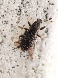 Attēlu rezultāti vaicājumam “Sitona sp.”