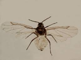 Attēlu rezultāti vaicājumam “Pemphigus borealis”