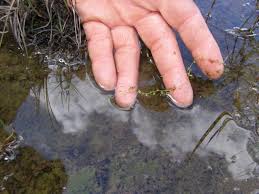 Attēlu rezultāti vaicājumam “Utricularia minor leaf”