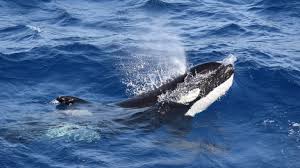 Attēlu rezultāti vaicājumam “Laccognathus panderi”