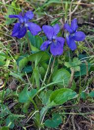 Attēlu rezultāti vaicājumam “Viola hirta flower”