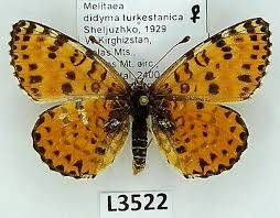 Attēlu rezultāti vaicājumam “Melitaea didyma”