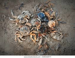 Image result for Metacarcinus magister