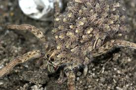 Attēlu rezultāti vaicājumam “Lycosidae”