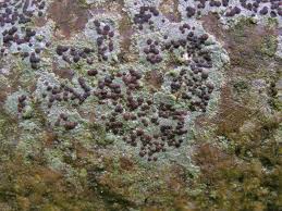 Attēlu rezultāti vaicājumam “Trapelia coarctata”