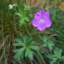 Attēlu rezultāti vaicājumam “Geranium bohemicum bud”