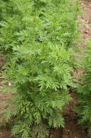 Image result for Artemisia gmelinii