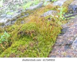 Attēlu rezultāti vaicājumam “Tortula muralis”