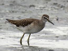 Attēlu rezultāti vaicājumam “Tringa glareola”