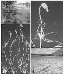 Attēlu rezultāti vaicājumam “Chara hispida”