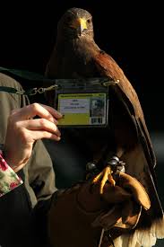 Image result for Wimbledon Hawks