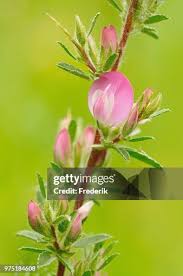 Attēlu rezultāti vaicājumam “Ononis arvensis bud”