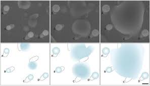 Attēlu rezultāti vaicājumam “Diderma roanense spores”