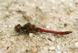 Attēlu rezultāti vaicājumam “Sympetrum vulgatum male”