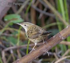 Image result for Locustella naevia