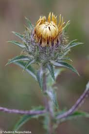 Attēlu rezultāti vaicājumam “Carlina biebersteinii leaf”