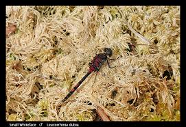 Attēlu rezultāti vaicājumam “Leucorrhinia dubia male”