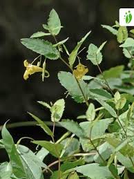 Attēlu rezultāti vaicājumam “Impatiens noli-tangere flower”