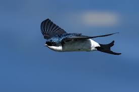 Attēlu rezultāti vaicājumam “Delichon urbicum”