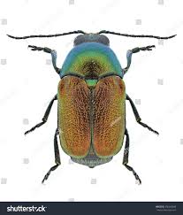 Attēlu rezultāti vaicājumam “Cryptocephalus aureolus, Cryptocephalus sericeus”