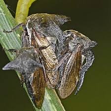 Attēlu rezultāti vaicājumam “Centrotus cornutus”