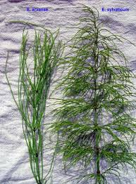 Attēlu rezultāti vaicājumam “Equisetum sylvaticum”