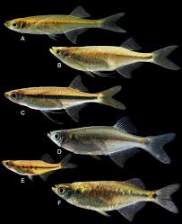 Attēlu rezultāti vaicājumam “Licea chelonoides macro”