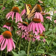 Image result for Echinacea purpurea