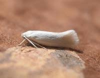 Attēlu rezultāti vaicājumam “Elachista argentella”