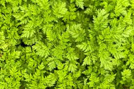 Image result for Anthriscus cerefolium