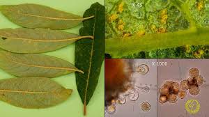 Attēlu rezultāti vaicājumam “Melampsora epitea”