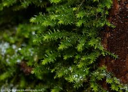 Attēlu rezultāti vaicājumam “Anomodon viticulosus”