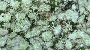 Attēlu rezultāti vaicājumam “Pertusaria amara”