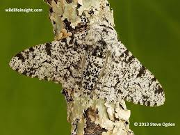 Attēlu rezultāti vaicājumam “Biston betularia”