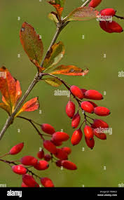 Attēlu rezultāti vaicājumam “Berberis vulgaris”