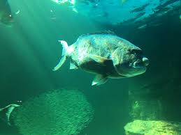 Image result for Cymatoceps nasutus